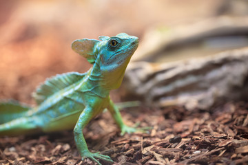 A tropical and rare lizard that feeds on insects. Reptiles animals