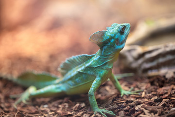 A tropical and rare lizard that feeds on insects. Reptiles animals