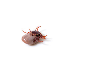 Dog Tick on a skin under fur Sucking the blood of dogs and insect spreading pathogens. Clean your pet dogs and cats Concept.