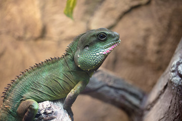 A tropical and rare lizard that feeds on insects. Reptiles animals
