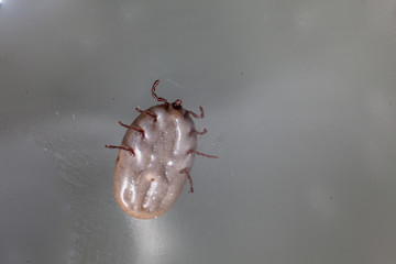 Dog Tick on a skin under fur Sucking the blood of dogs and insect spreading pathogens. Clean your pet dogs and cats Concept.