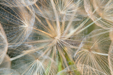 A plant that gives seeds in the form of down. Fluffy plant close-up