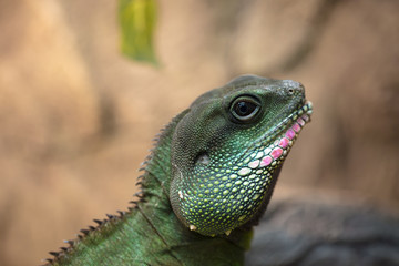 A tropical and rare lizard that feeds on insects. Reptiles animals
