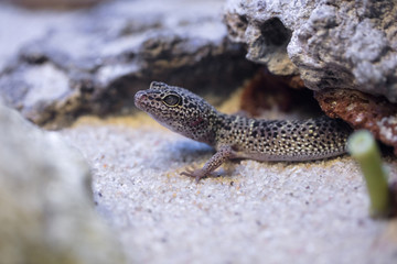 A tropical and rare lizard that feeds on insects. Reptiles animals