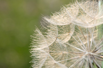 A plant that gives seeds in the form of down. Fluffy plant close-up