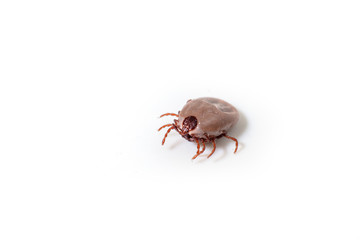 Dog Tick on a skin under fur Sucking the blood of dogs and insect spreading pathogens. Clean your pet dogs and cats Concept.