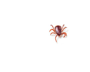 Dog Tick on a skin under fur Sucking the blood of dogs and insect spreading pathogens. Clean your pet dogs and cats Concept.