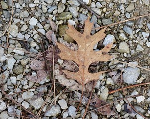 A single oak autumn leaf on the rocks and pebbles.