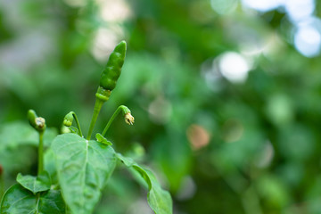 Thai pepper or Chilli Padi, Bird Chilli, Prik ( Capsicum annuum ) on the trees.
