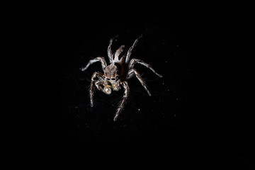 Jumping spider in dark background