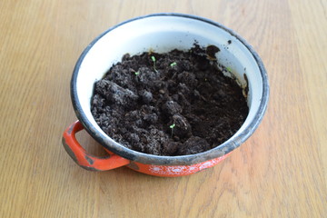plant