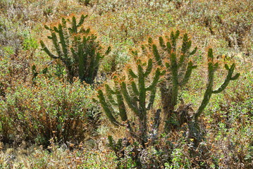 Naklejka na ściany i meble Kaktus, Colca-Tal, Peru