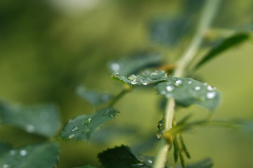 raindrops on green leaves of wild rose