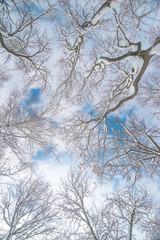 Snowy trees-tops on the blue sky with clouds background