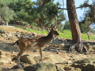 Adult deer with huge branched horns stands on the stone slope