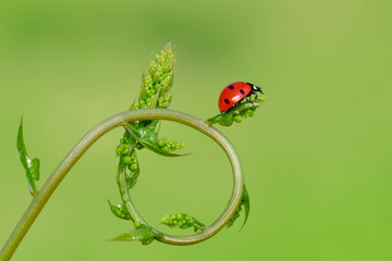 Ladybug on green leaf defocused background