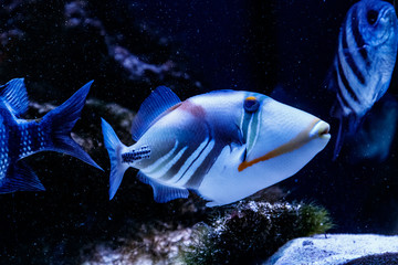 Obraz premium Fish Painted Triggerfish Rhinecanthus aculeatus