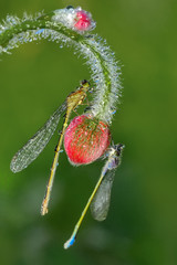 Fototapeta premium Macro shots, Beautiful nature scene dragonfly. 