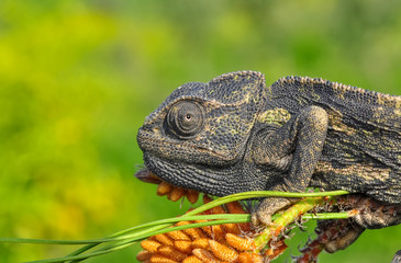 Green chameleon - Stock Image