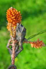 Green chameleon - Stock Image