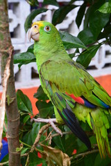 Perroquet Vert portobelo Panama - Green Parrot Portobelo Panama