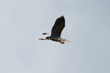Obraz premium Purple Heron in Flight 02