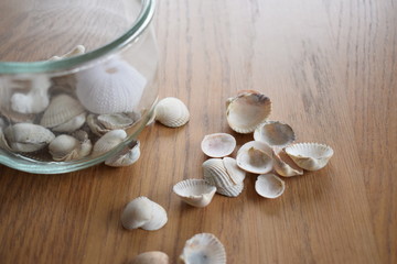 Sea shells