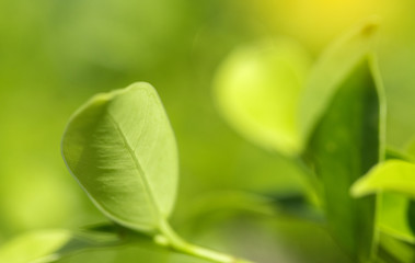 Closeup of nature leaves green blur. In the spring Under the morning light. Use as background and wallpapers.