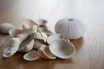 Sea shells