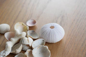Sea shells
