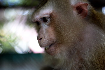 The monkey that is locked in the cage.