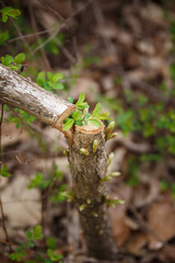 Young sprout in spring time