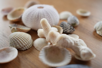 Sea shells
