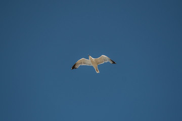 seagull flying in the blue sky