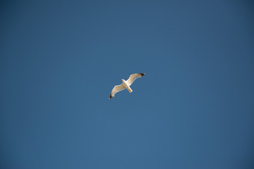 seagull flying in blue sky