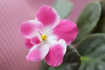 Fototapeta na wymiar Pink violet on pink background.Flowering plant.