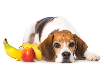 Beagle dog with fruits isolated on white background