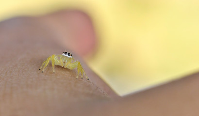  close up little spider on fingers

