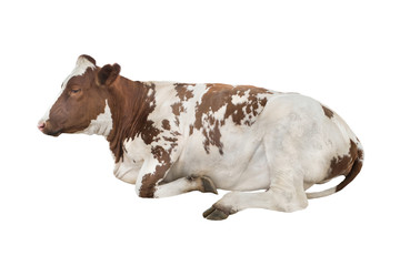 lying cow isolated on white