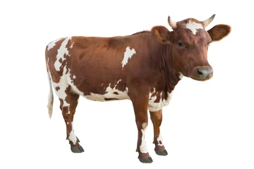 Foto op Plexiglas  young cow isolated on white © fotomaster