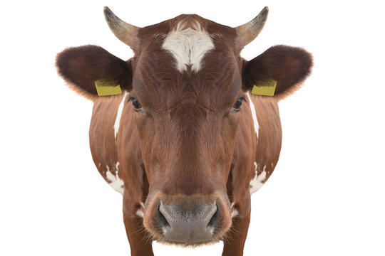 portrait cow isolated