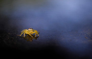Closeup little spider.
