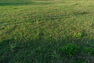 green land grass field