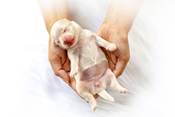 Close-up of a Newborn maltese puppy. Beautiful dog color white. 4 day old. Puppy on Furry white carpets. dog on hand. Hound on hands forming a heart shape. Hand on white background. Selective focus.