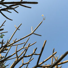 frangipani plumeria flowers branch tree