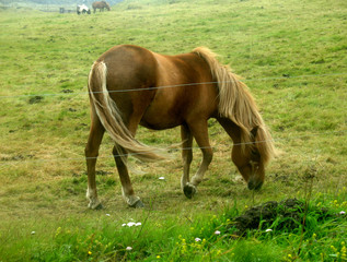 Fototapeta premium Icelandic horse - pasture