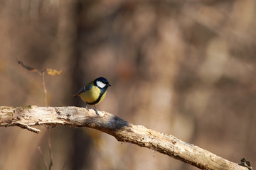 Small lonely great tit sits on a dry oak branch in a forest park in late autumn.