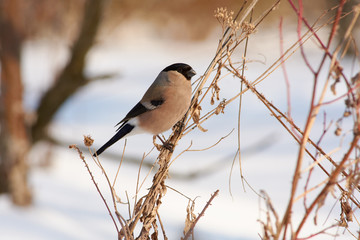 Eurasian bullfinch sits on a bundle of dry grass in a clearing in a forest park in early spring.