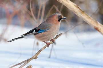 Eurasian jay sits on a thin branch against the background of a forest park in early spring.