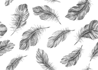 Hand drawn feather on white background 